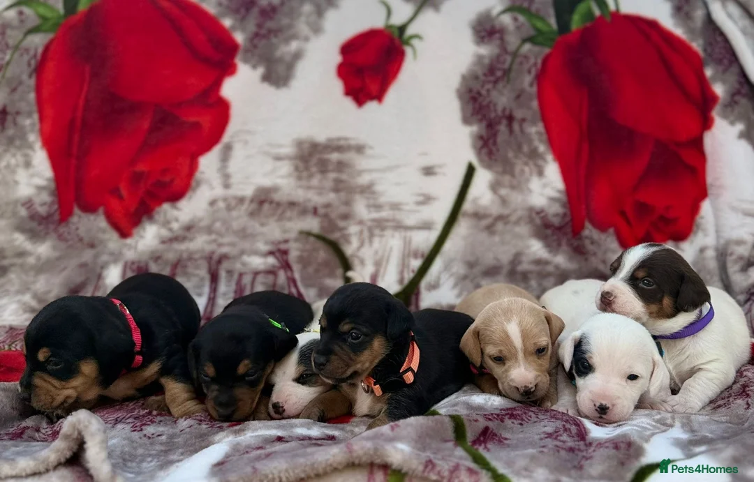 Mixed Breed dogs for sale: I have 7 beautiful pups  in Havercroft - Advert 20