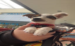 Jack Russell dogs for sale: Ruby  - Image 2