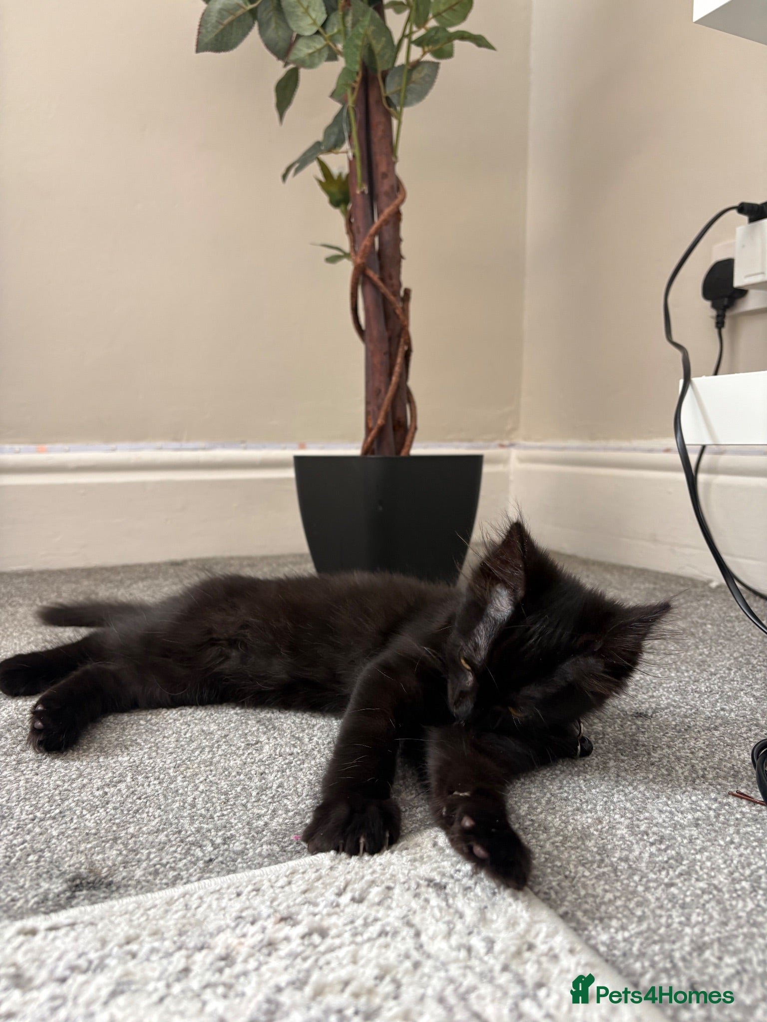 Mixed Breed cats Cute last fluffy male kitten left  - Advert 2