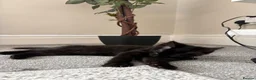 Mixed Breed cats for sale: Cute last fluffy male kitten left  - Advert 1