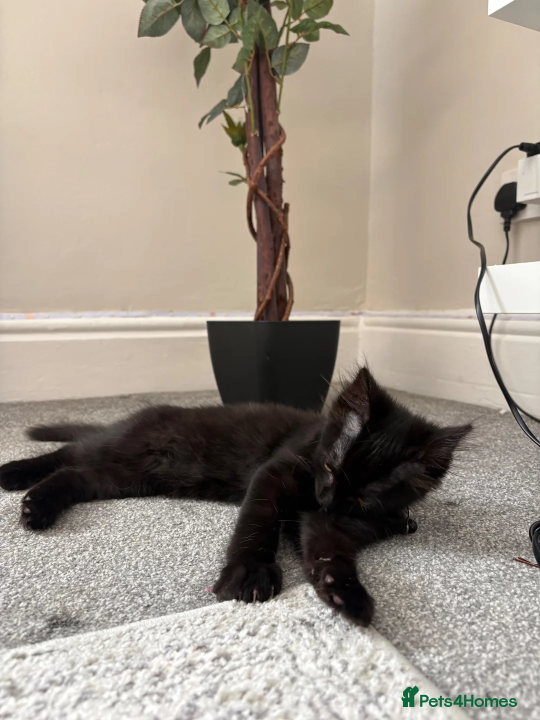 Mixed Breed cats for sale: Cute last fluffy male kitten left  - Advert 1