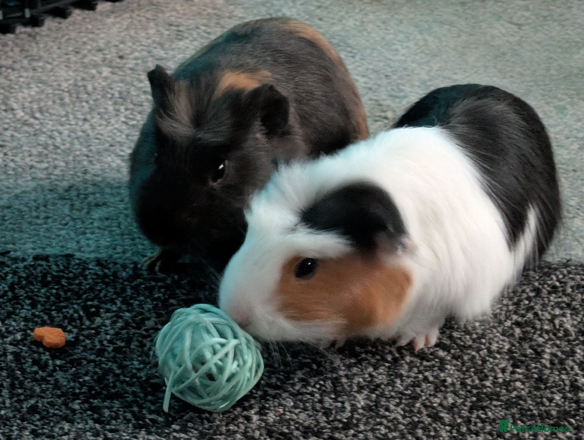 Guinea Pig rodents Gorgeous guinea pigs - Advert 1