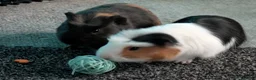 Guinea Pig rodents for sale: Gorgeous guinea pigs in Stourbridge - Advert 1