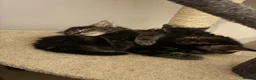Mixed Breed cats for sale: Two fluffy tabby kittens for sale - Advert 13