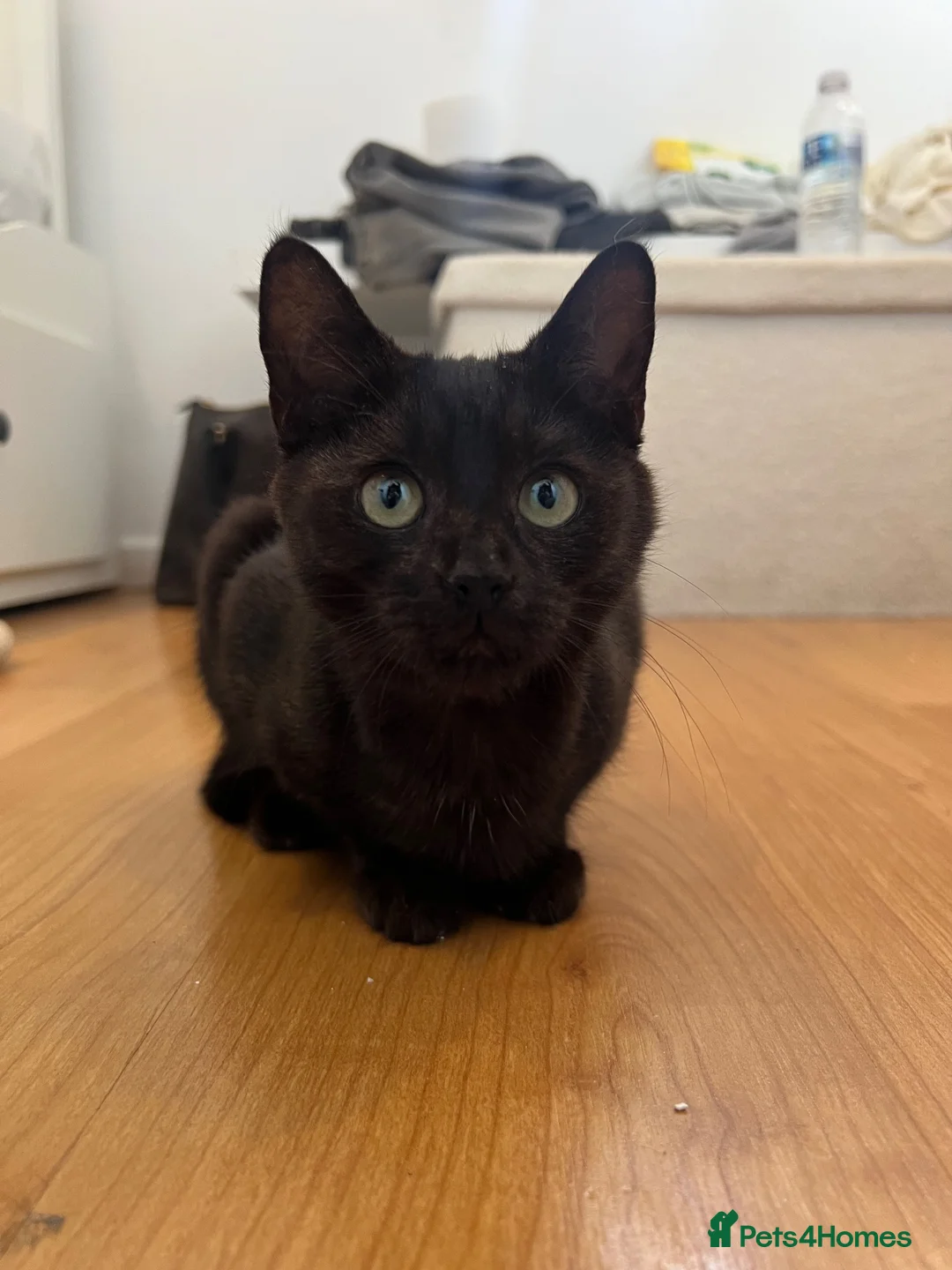 Mixed Breed cats for sale: Kitten for sale  - Advert 2