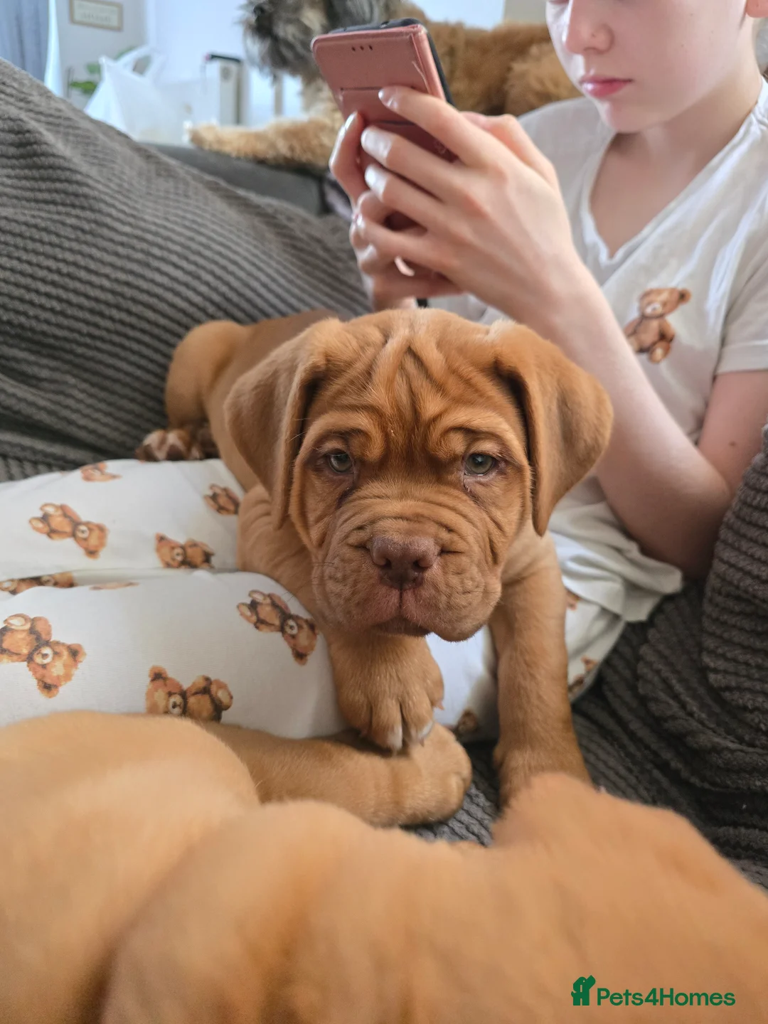 Dogue De Bordeaux dogs for sale: Just 1 male Dogue de bordeux puppy left for sale! - Advert 11