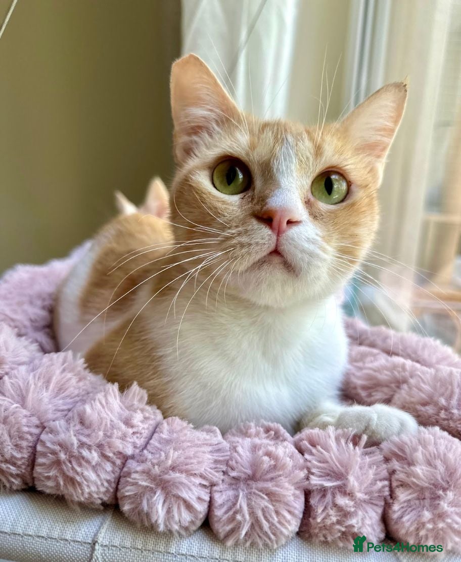 Mixed Breed cats Female Rescue Cat for Indoor-Only Adoption - Advert 1
