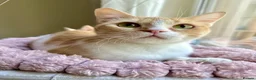 Mixed Breed cats for adoption: Female Rescue Cat for Indoor-Only Adoption - Advert 1