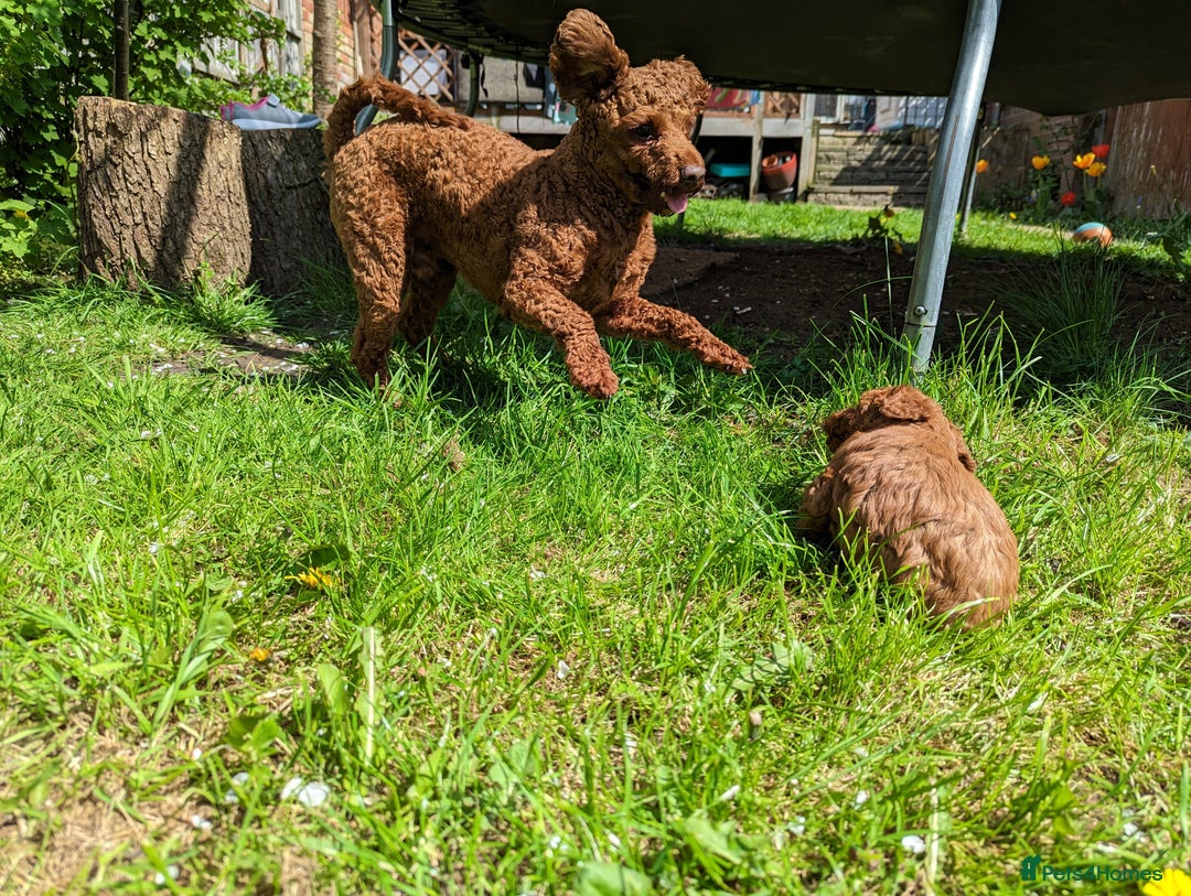 Toy Poodle dogs for stud: For stud Toy-miniature poodle  - Advert 6