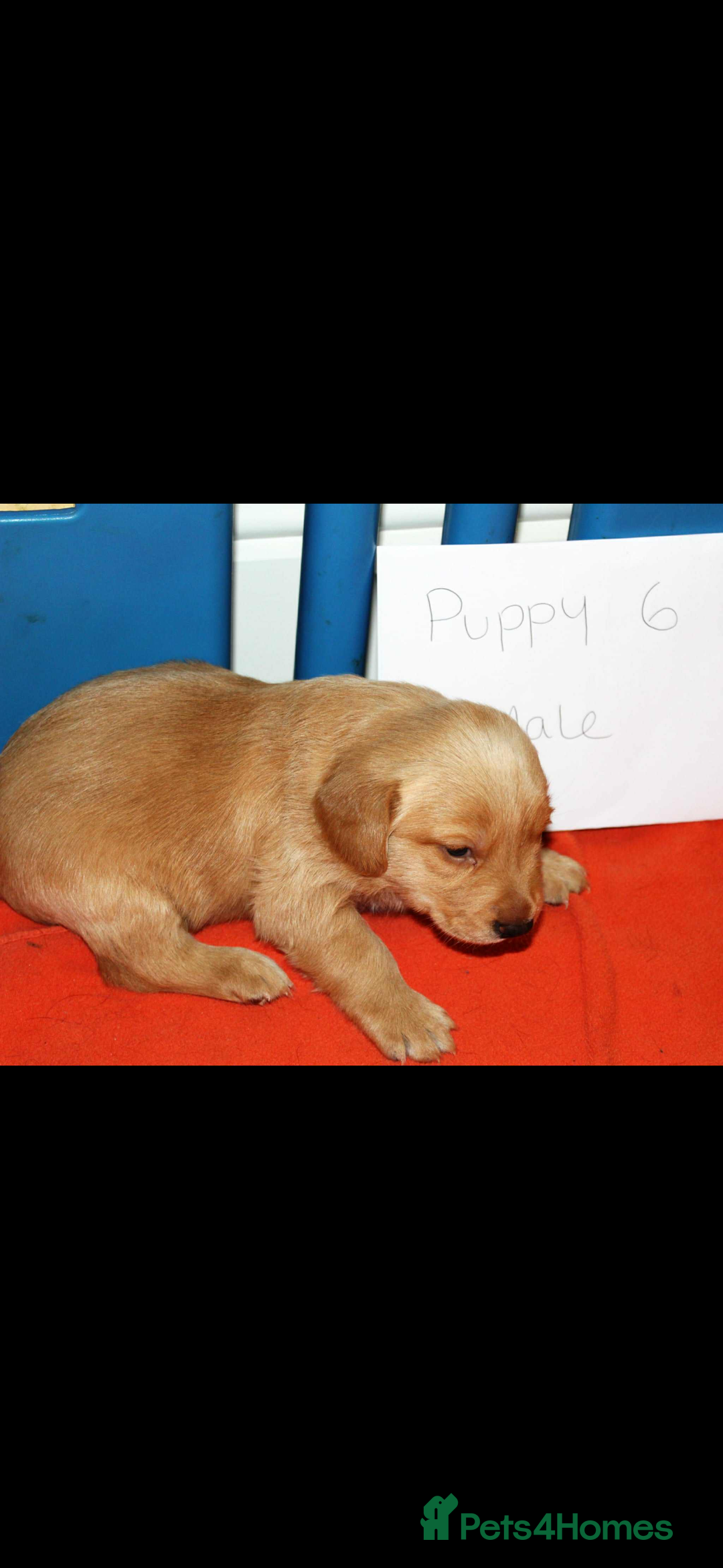 Cockerdor dogs for sale: Lovely Cockerdor puppies for sale  - Advert 25