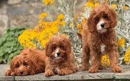 Cavapoo dogs for sale: Outstanding litter of deep red cavapoos - Image 5