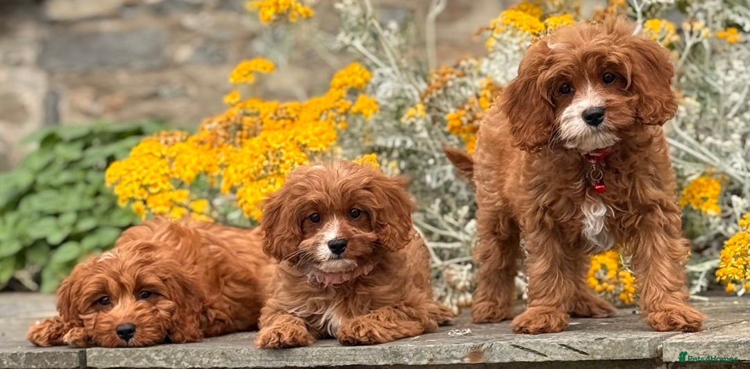 Cavapoo dogs for sale: Outstanding litter of deep red cavapoos - Image 5