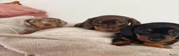 Miniature Dachshund dogs for sale: Lovely miniature dachshund puppies in Oxford - Advert 8