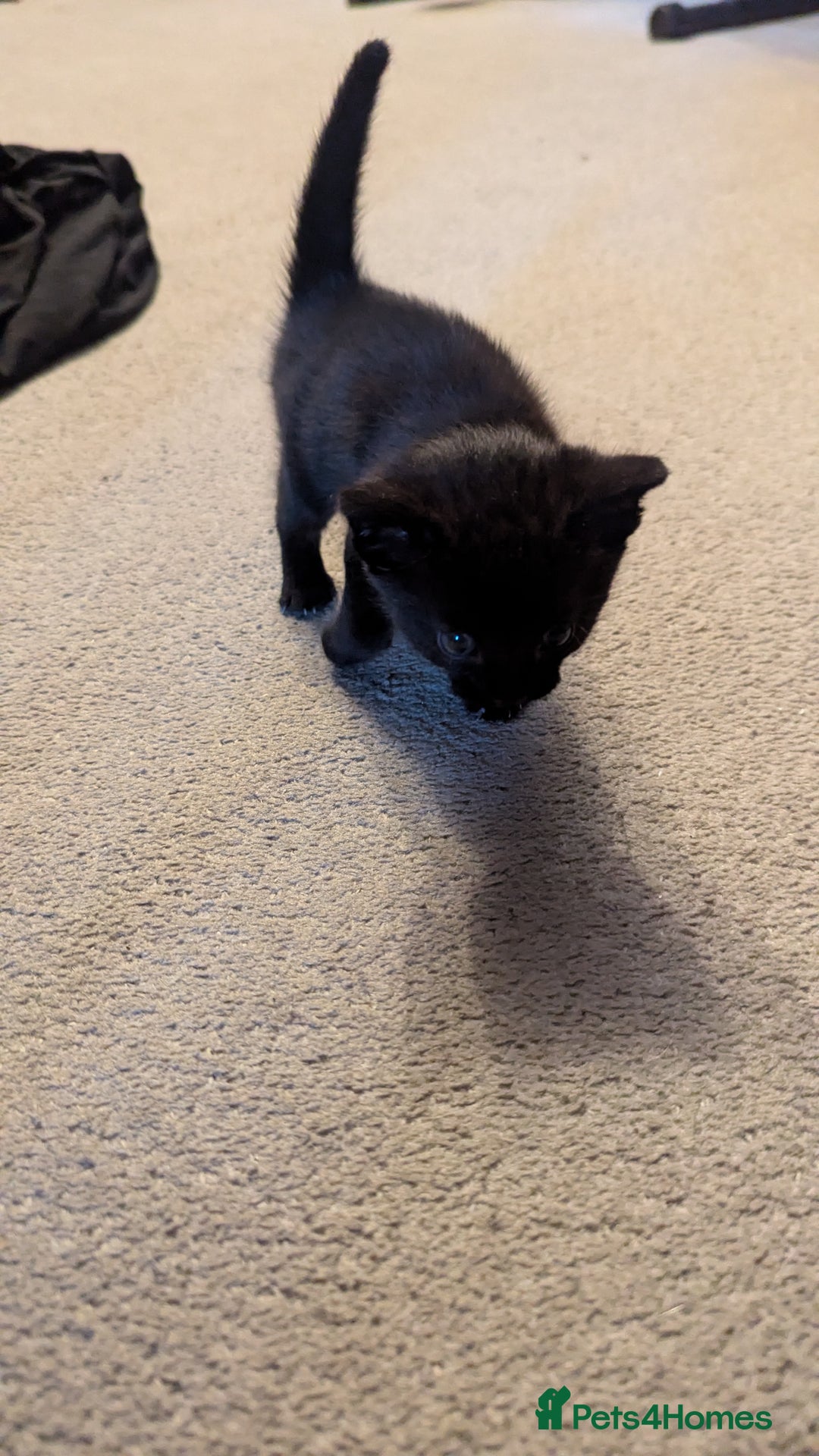 Mixed Breed cats for sale: Little beautiful kittens😀 - Image 9