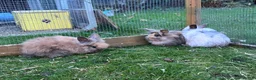 Mini Lion Lop rabbits for sale: £25 Mini lop lion mane long haired - Advert 15