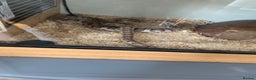 Corn Snake reptiles for sale: Please take him - Advert 3