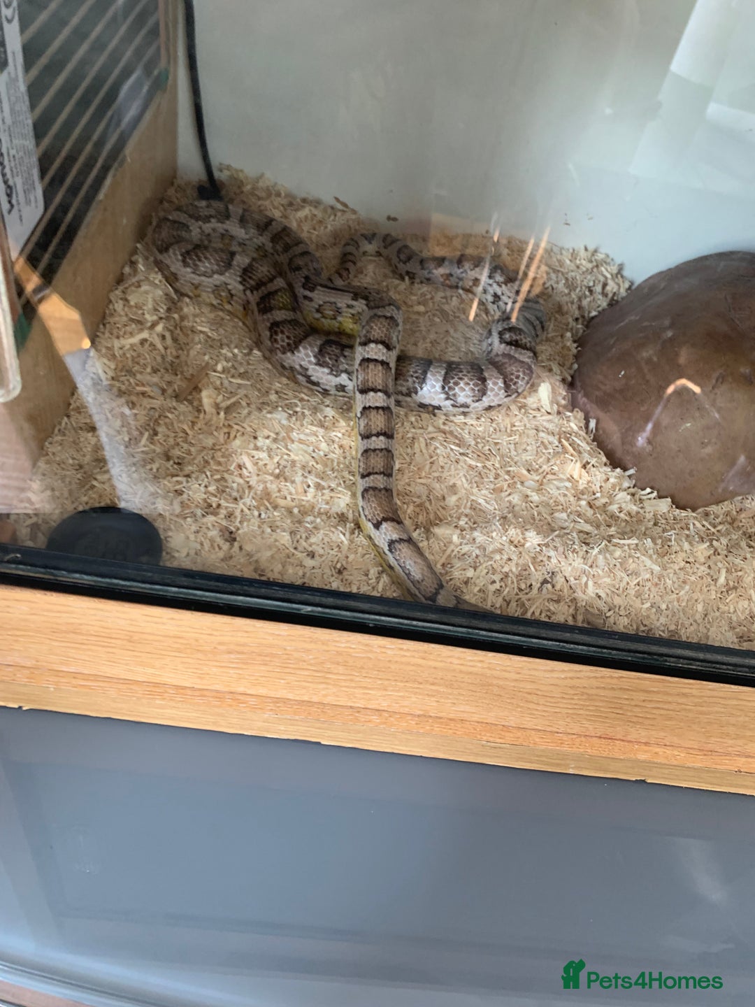 Corn Snake reptiles for sale: Please take him - Advert 3