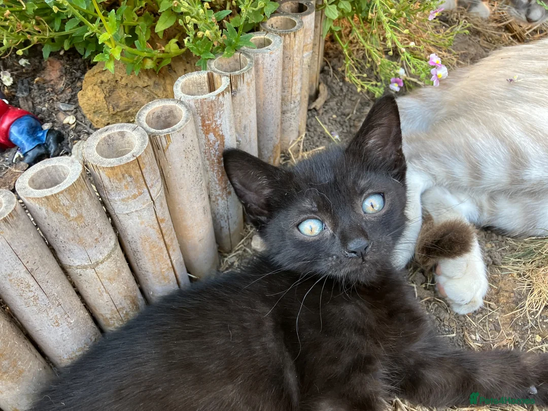 British Shorthair cats for sale: READY NOW British Short Hair x Bengal Kittens - Advert 2
