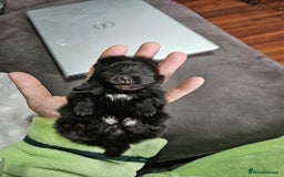 Pomeranian dogs for sale: TINY miracle KC Pomeranian 907grams at 16 weeks - Image 10