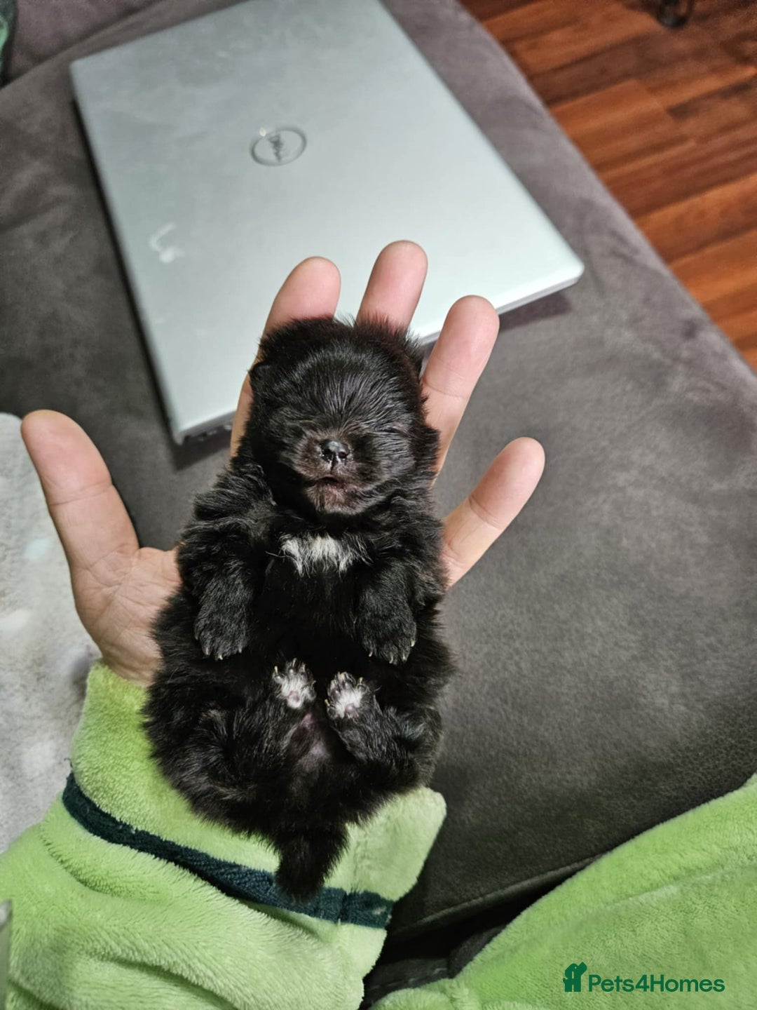 Pomeranian dogs for sale: TINY miracle KC Pomeranian 907grams at 16 weeks - Image 10