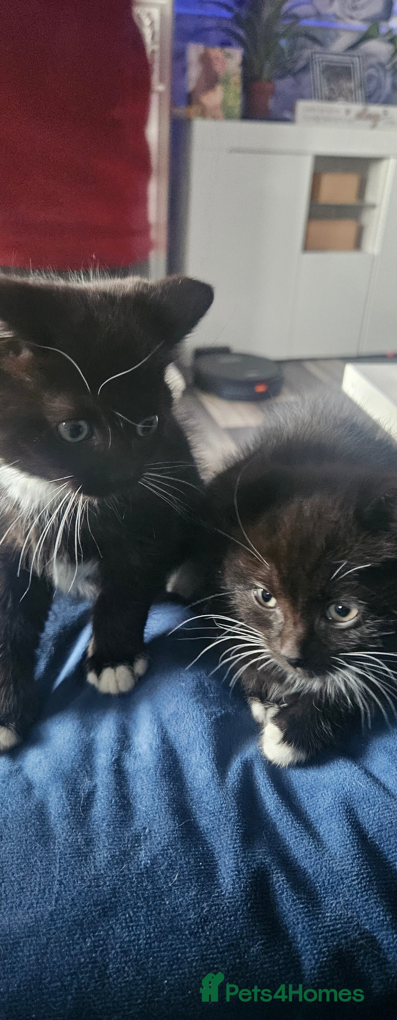 Ragdoll cats Ragdoll x kittens  - Advert 3