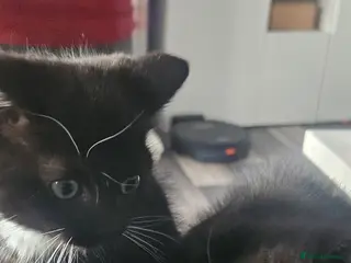 Ragdoll cats Ragdoll x kittens - Advert 3