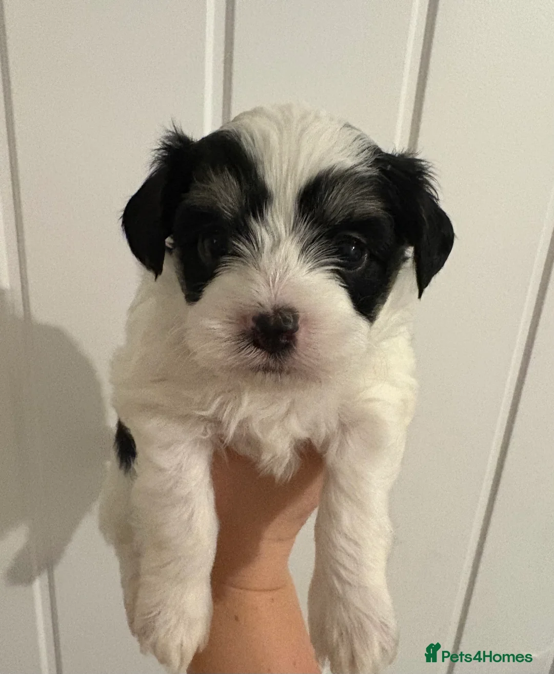 Mixed Breed dogs for sale: Puppies for sale  - Advert 6