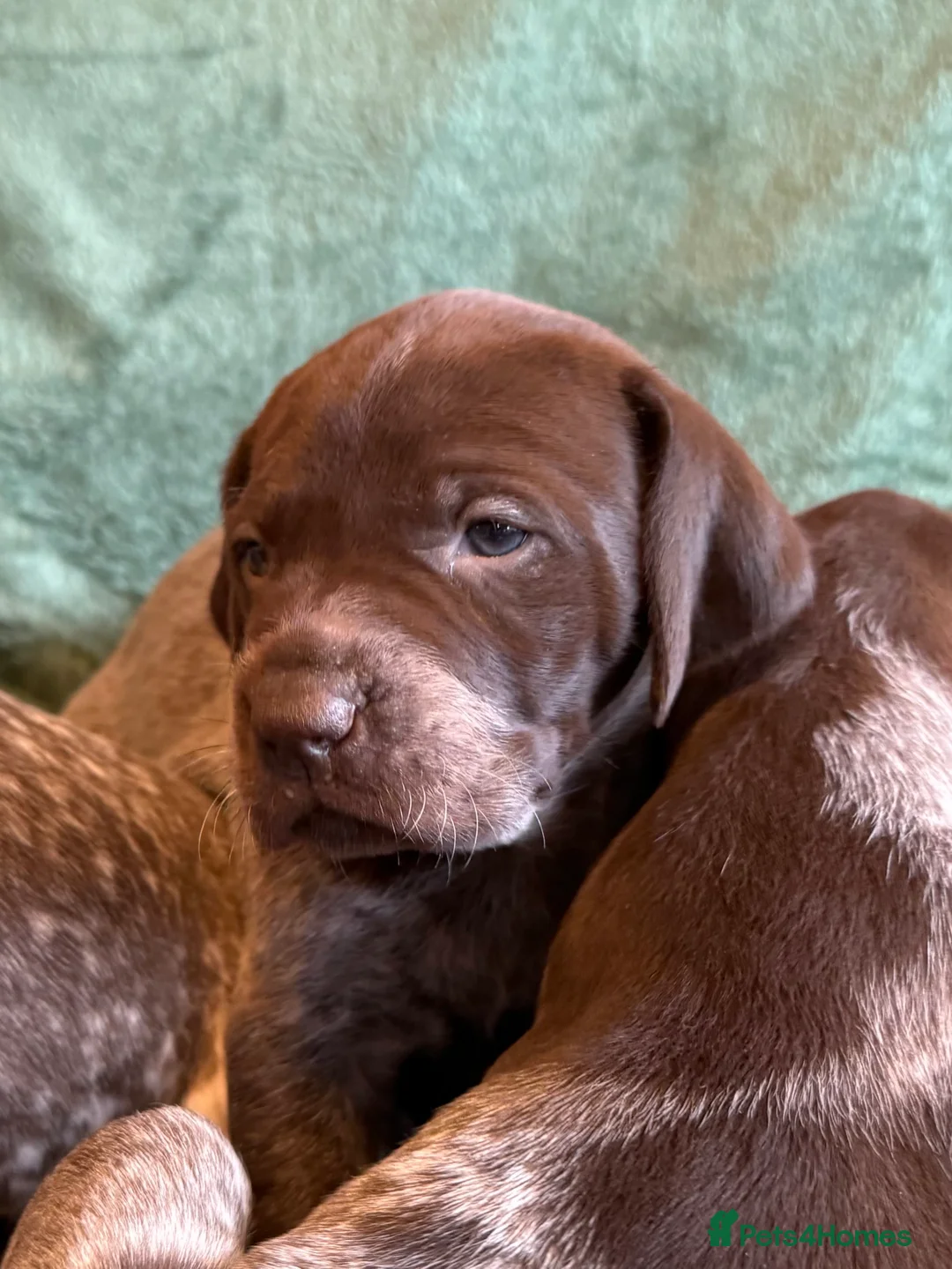 German Shorthaired Pointer dogs for sale: KC German Shorthaired Pointer Puppies - Advert 13
