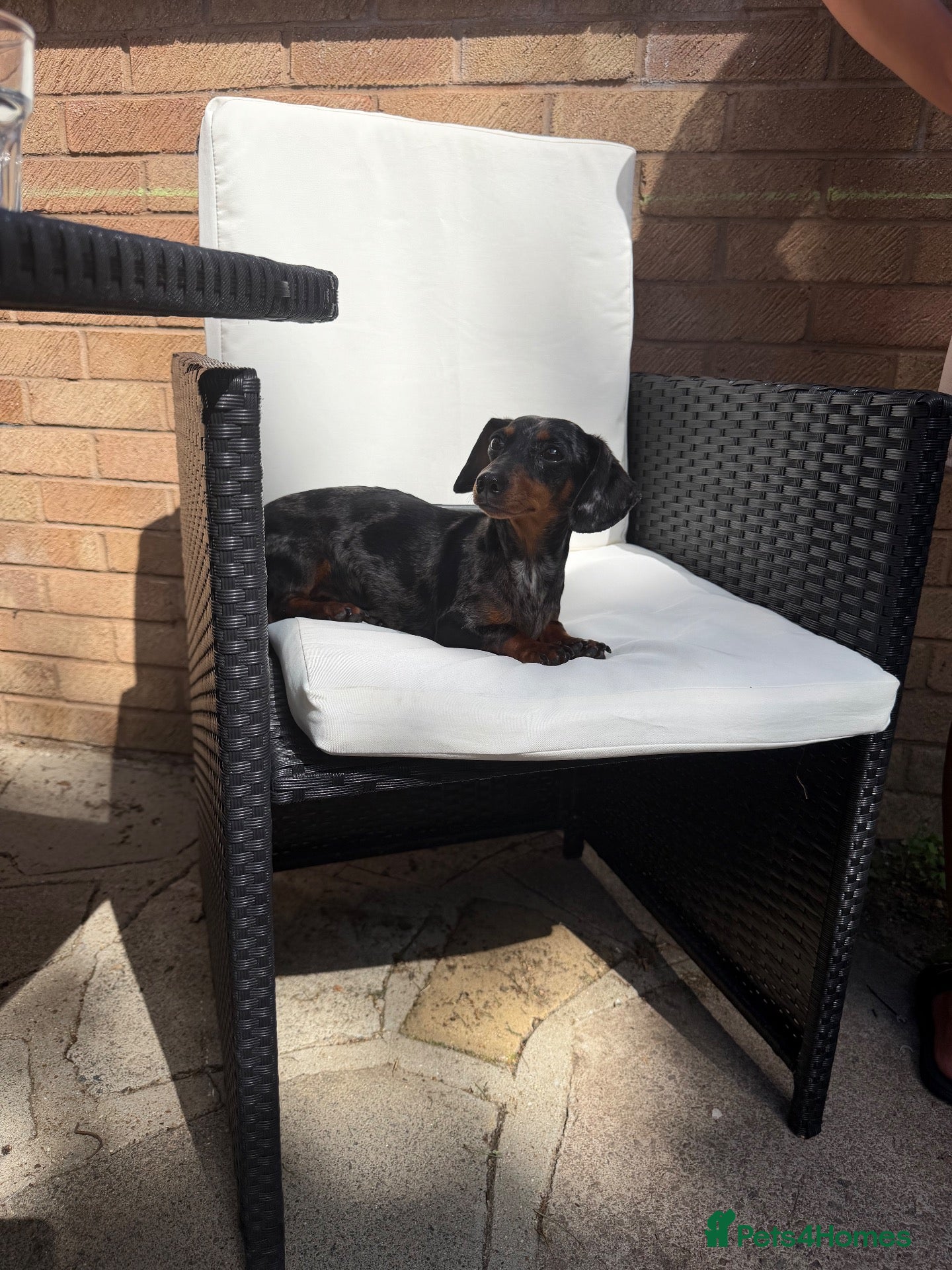 Chiweenie dogs 3 Beautiful Chiweenies For Sale 1BOY2 GIRLS!READY! - Advert 6