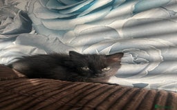 Mixed Breed cats for sale: 2 black kittens for sale. - Advert 4