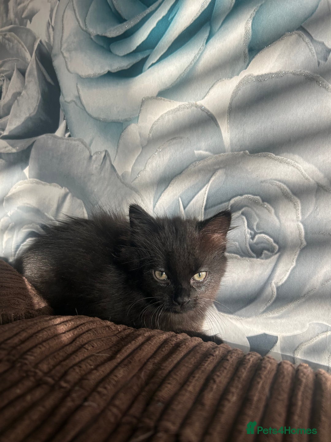 Mixed Breed cats for sale: 2 black kittens for sale. - Advert 4