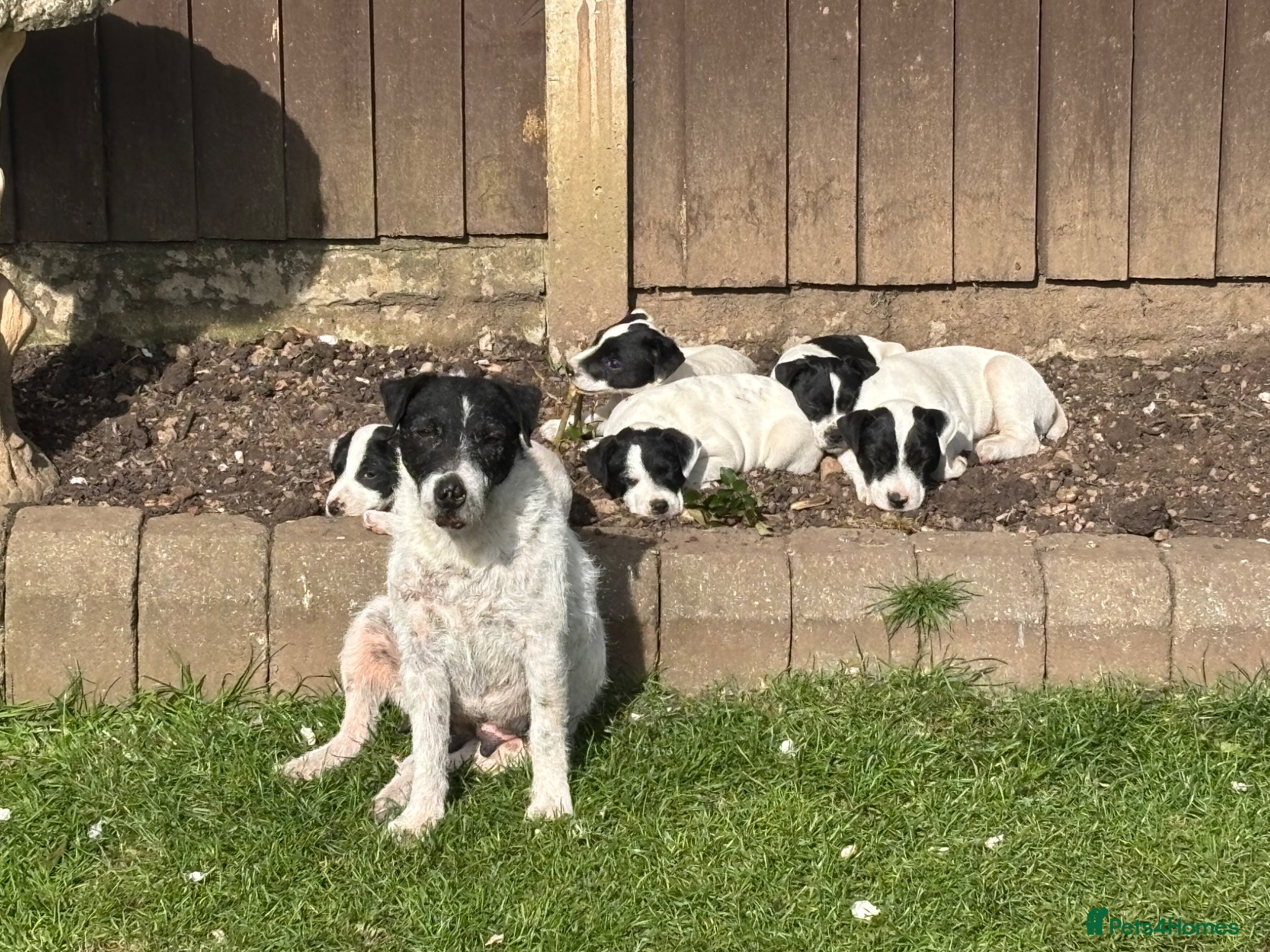 Jack Russell dogs Beautiful small Jack Russell bitches - Advert 2