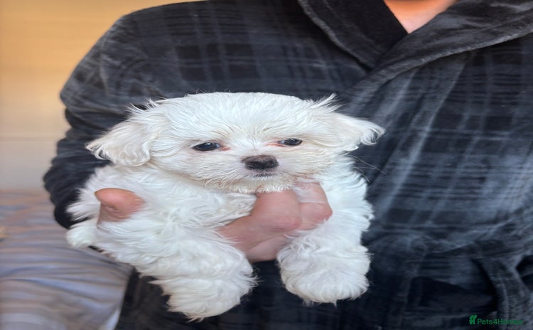 Maltese dogs READY TO LEAVE KC Korean Maltese Pups  - Advert 9
