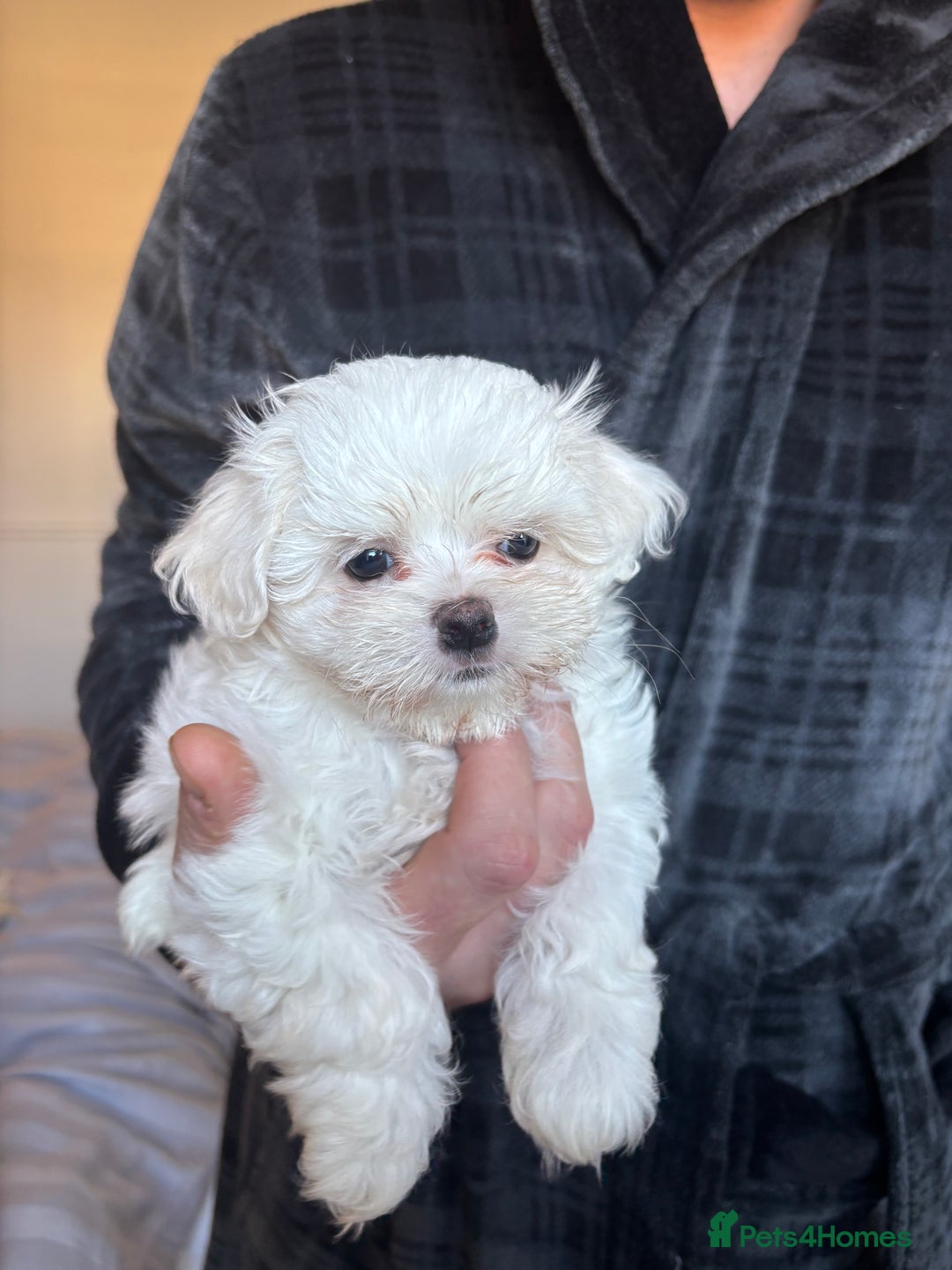 Maltese dogs for sale: READY TO LEAVE KC Korean Maltese Pups  - Advert 3