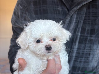 Maltese dogs READY TO LEAVE KC Korean Maltese Pups - Advert 8