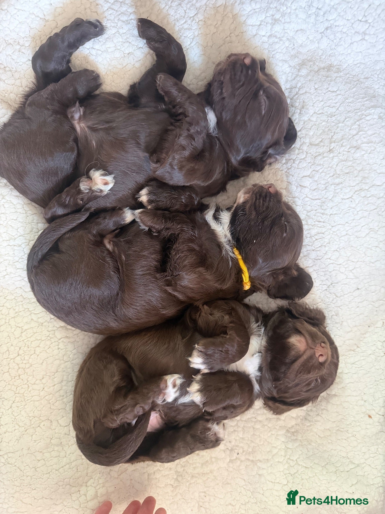 Sprocker dogs 8 beautiful chocolate and white cocker spaniels  - Advert 2