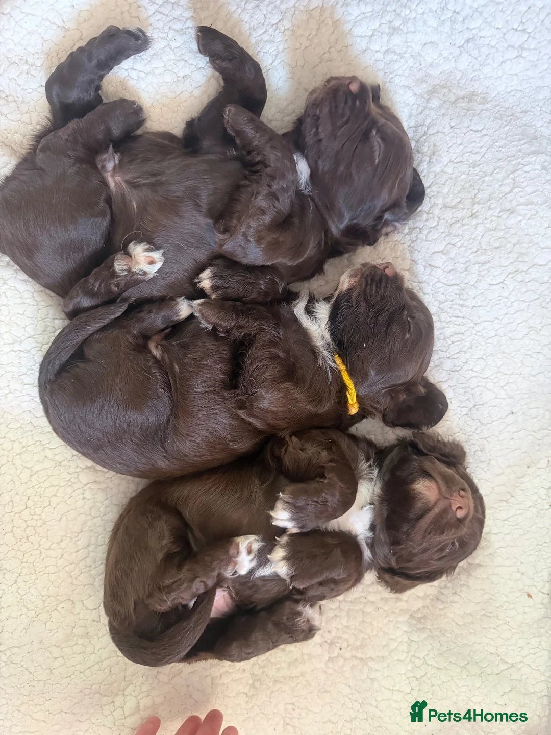Sprocker dogs for sale: 8 beautiful chocolate and white cocker spaniels  - Advert 2