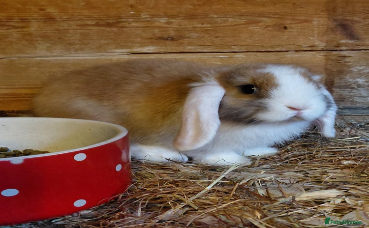 Mini Lop rabbits - Advert 10