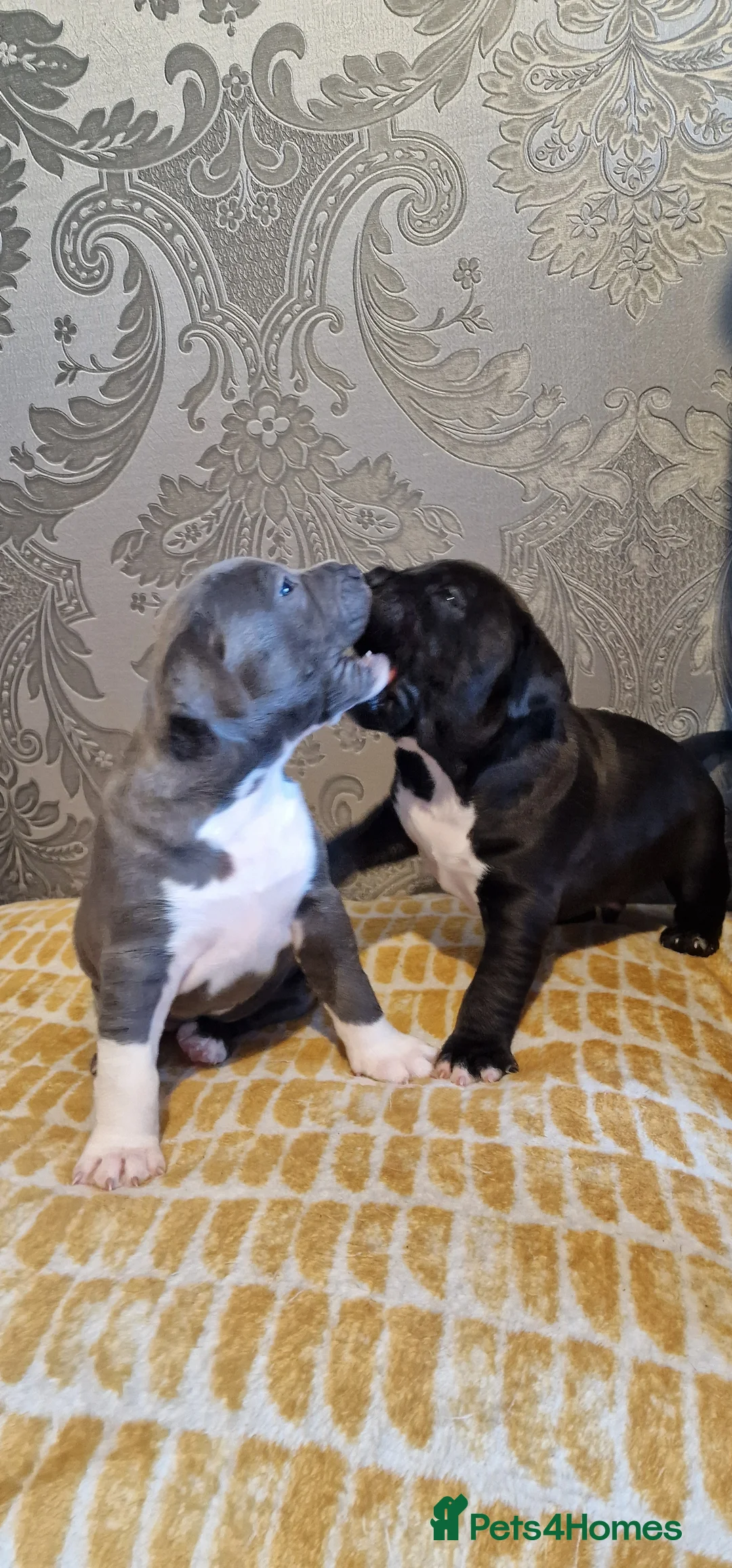 Staffordshire Bull Terrier dogs for sale: Staffordshire Bull terrier puppies  - Advert 4