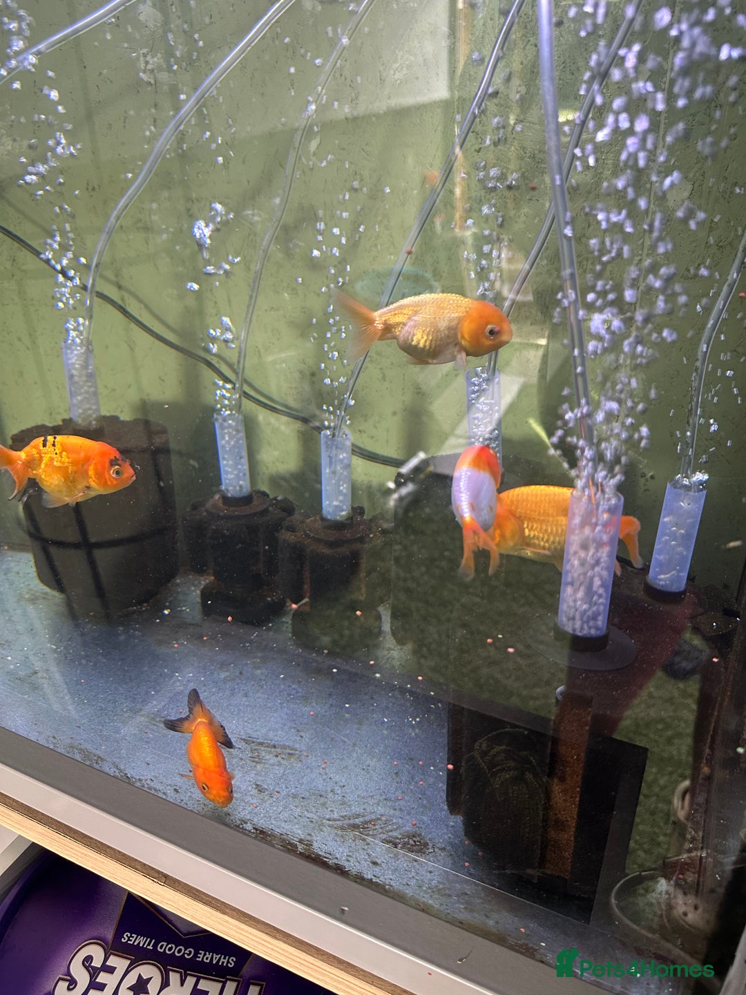 Fancy Goldfish fish for sale: 9 fancy goldfish for sale  - Image 3