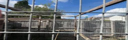 Finches birds for sale: Finches and x2 Quail - Advert 7