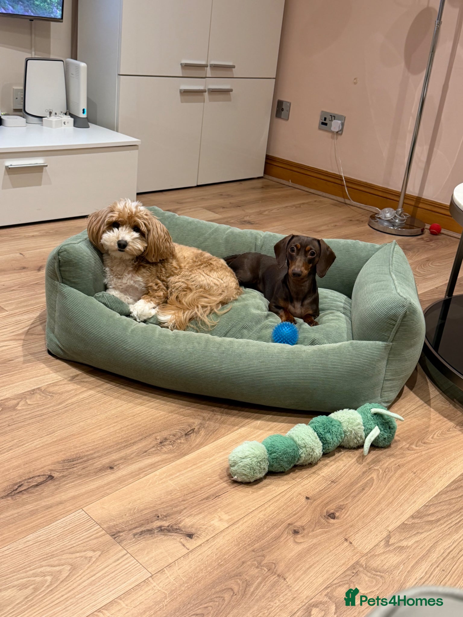 Miniature Dachshund dogs for sale: Only star home for my miniature Dachshund Bella! - Advert 5