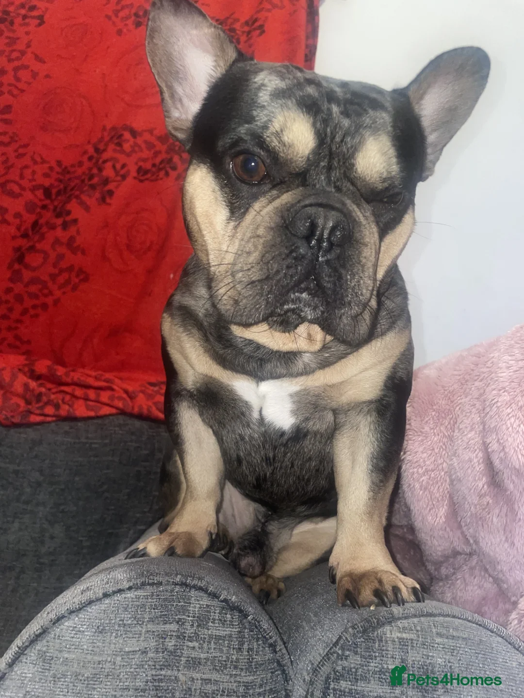 Gallery Image {{count}}