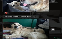 Golden Retriever dogs for sale: Adorable Golden Retriever Puppies  - Image 19