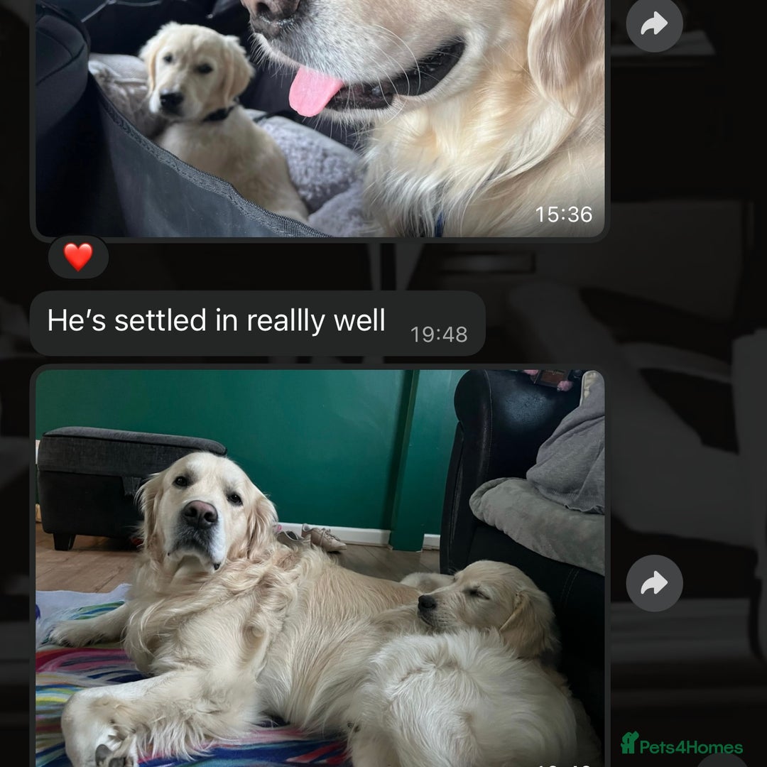 Golden Retriever dogs for sale: Adorable Golden Retriever Puppies  - Image 19