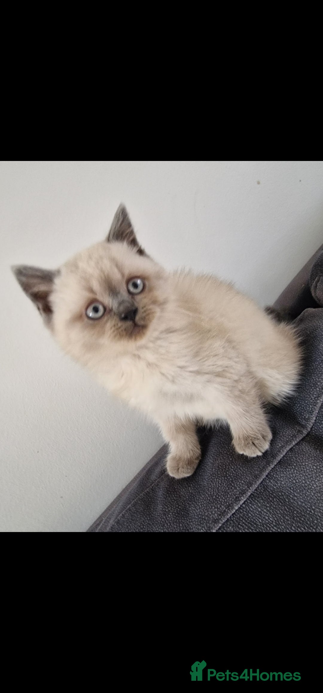 British Shorthair cats British shorthair kittens, 1 left - Advert 5