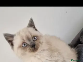 British Shorthair cats British shorthair kittens, 1 left - Advert 5