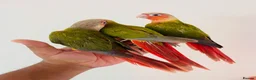 Conures birds for sale: Hand reared conures for sale  - Advert 5