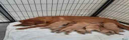 Labrador Retriever dogs for sale: Kc registered labrador puppies - Advert 3