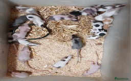 Mouse rodents for sale: Baby Coloured Fancy Mice  - Advert 1